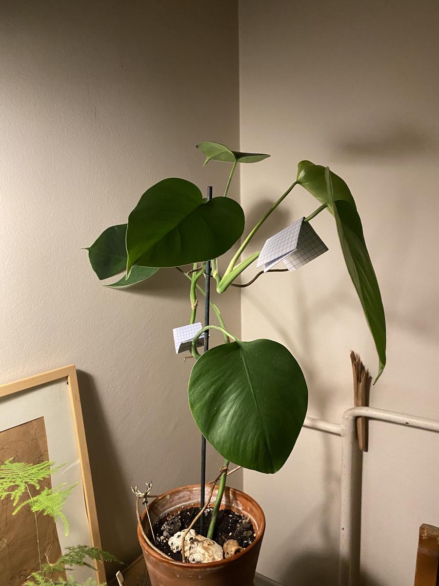 Zimmerpflanze von Fatihs Blog